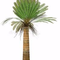 Varens/Planten