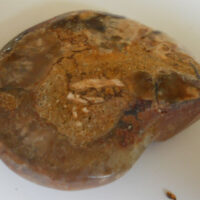 Fossiele Ammoniet uit Madagaskar