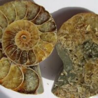 Gepolijste Ammonieten Paar