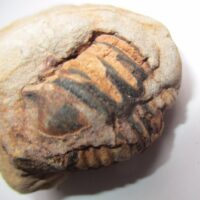 Trilobiet Fragment