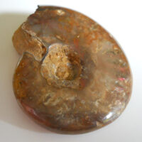 De grootte van deze fossiele ammoniet uit madagaskar is 4.0 cm.