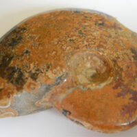 De grootte van deze fossiele ammoniet uit madagaskar is 4.0 cm.