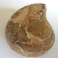 De grootte van deze fossiele ammoniet uit madagaskar is 3.0 cm.