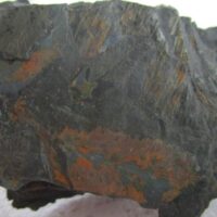 De grootte van deze fossiele planten (div) is 3.0 bij 2.0 cm.