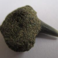 De grootte van deze fossiele haaientand (exclusief steen) is 1 cm. Inclusief steen, de grootte is 1.5 cm. Het fossiel is gevonden in Antwerpen, België.