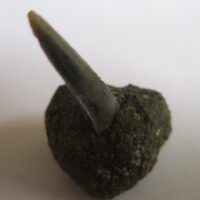 De grootte van deze fossiele haaientand (exclusief steen) is 1 cm. Inclusief steen, de grootte is 2 cm. Het fossiel is gevonden in Antwerpen, België.