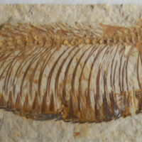 De grootte van deze fossiele vis is 4.0 cm. Het fossiel is gevonden in Utah (VS) en komt uit het Eoceen (53.5–48.5 miljoen jaar oud).